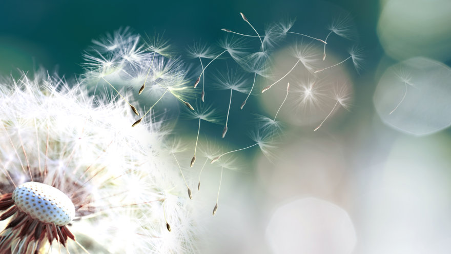 Pollen from a dandelion blowing into the wind.